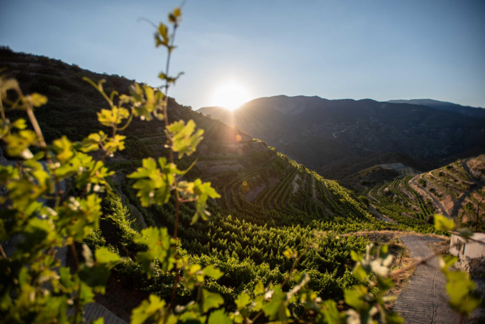 Sunrise over lush vineyards in a hilly terrain with light illuminating green leaves in the foreground and a serene winding path leading through the hills.